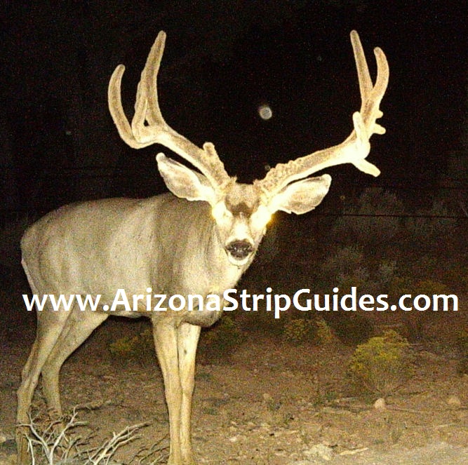 arizona-mule-deer-guides-1t.jpg