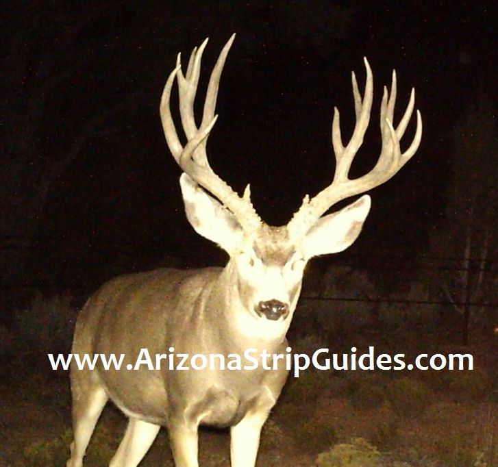 arizona-mule-deer-guides-6t.jpg