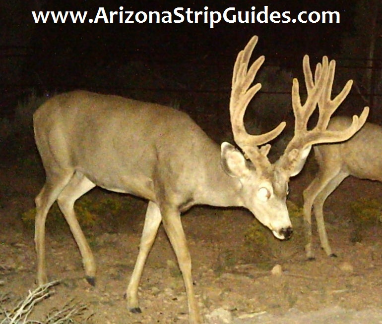 arizona-mule-deer-guides-8t.jpg