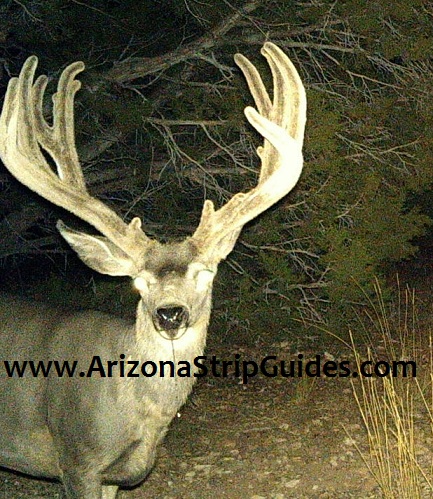 arizona-strip-deer-guides-14t.jpg