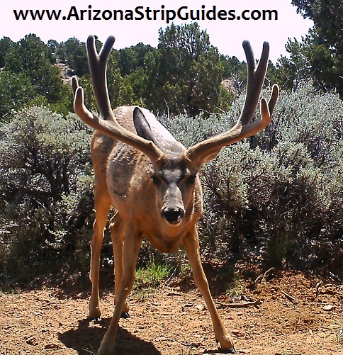 arizona-strip-outfitters-30at.jpg