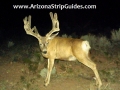 arizona-strip-bucks-4.jpg