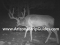 arizona-strip-bucks-5.jpg