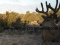 arizona-strip-bucks-8.jpg