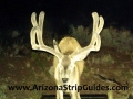 arizona-strip-bucks-9.jpg