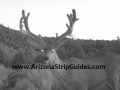 arizona-strip-bucks.jpg