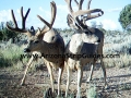 arizona-strip-guides-26at.jpg