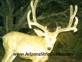 arizona-strip-guides-50at.jpg