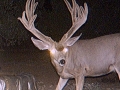 arizona-strip-outfitters-37at.jpg