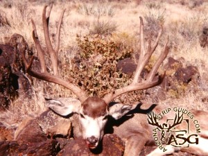 arizona strip mule deer