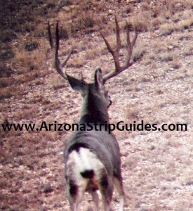 outfitters for trophy mule deer
