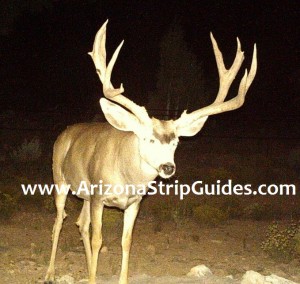outfitters for trophy mule deer