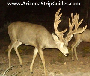 outfitters for trophy mule deer
