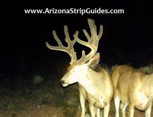 trophy mule deer hunts