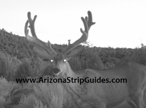 trophy mule deer hunts
