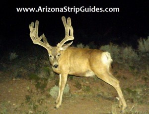 trophy mule deer hunts