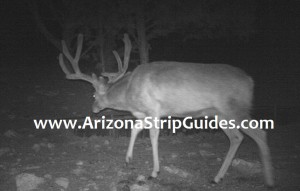 trophy mule deer hunts