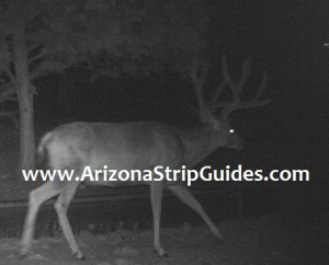 trophy mule deer hunts