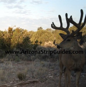 trophy mule deer hunts