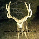 outfitters for trophy mule deer