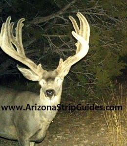 outfitters for trophy mule deer