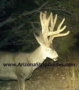 outfitters for trophy mule deer