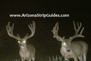 trophy mule deer hunts