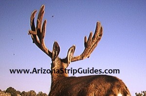 trophy mule deer hunts