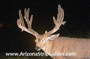 trophy mule deer hunts