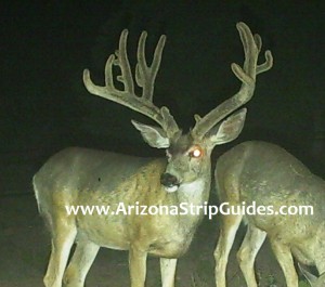 trophy mule deer hunts