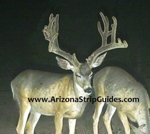 trophy mule deer hunts