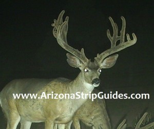 trophy mule deer hunts