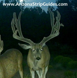 trophy mule deer hunts