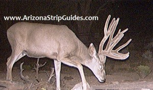 trophy mule deer hunts