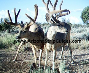 arizona strip mule deer
