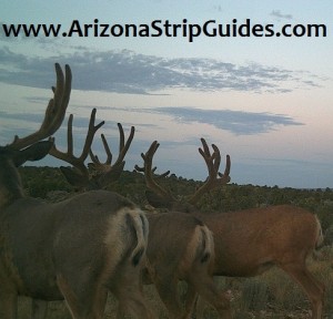 trophy mule deer hunts