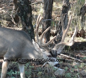arizona strip mule deer