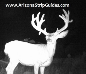 arizona strip mule deer