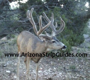 arizona strip mule deer