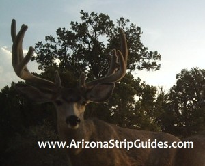 arizona strip mule deer