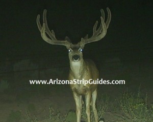 arizona strip mule deer