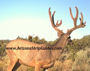 arizona strip mule deer