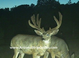 arizona strip mule deer