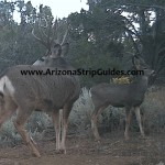 trophy mule deer hunts