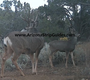 trophy mule deer hunts