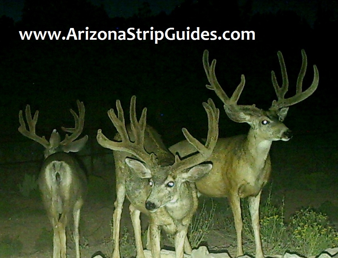 kaibab mule deer Arizona Strip Guides