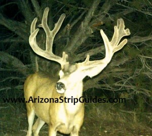 kaibab mule deer