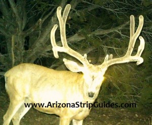 kaibab mule deer