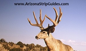 trophy mule deer outfitters