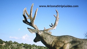 trophy mule deer outfitters